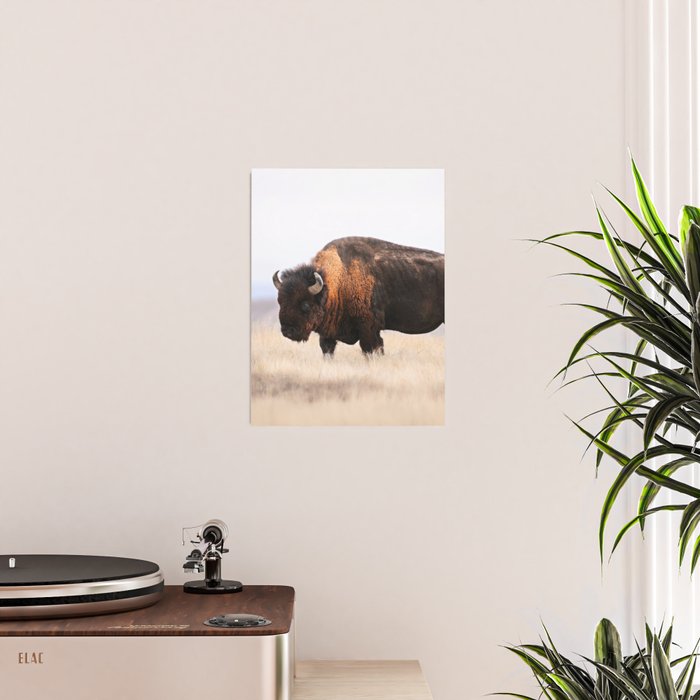 Bison Whisper Poster Gallery Image 2