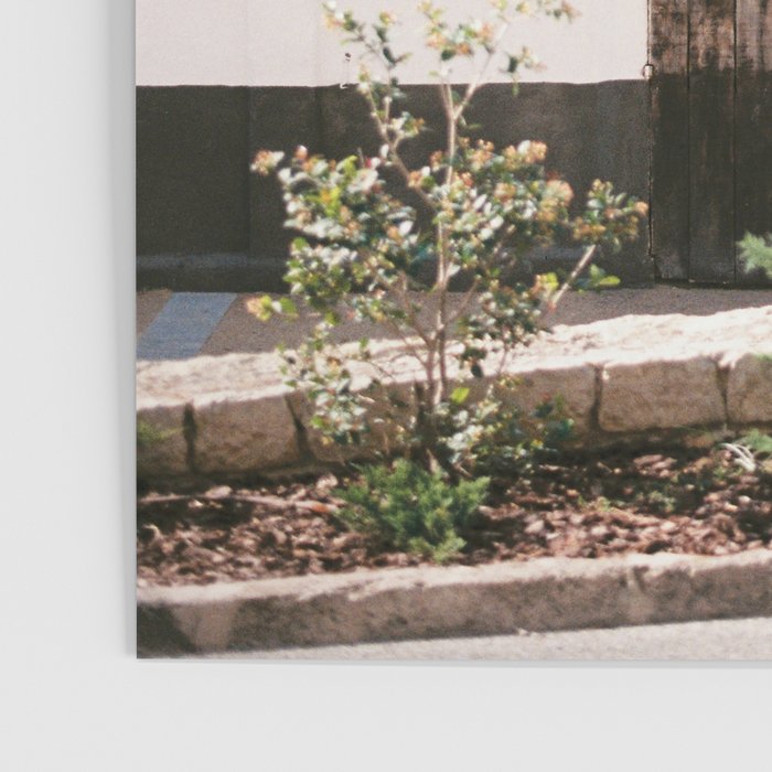 Botanical backyard Ibiza Spain | Lush greenery | Wanderlust Travel photography Poster Gallery Image 3