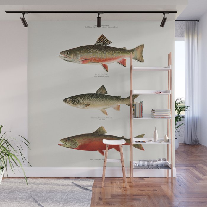 Illustrated North American Freshwater Trout Game Fish Identification Chart Wall Mural Gallery Image 1
