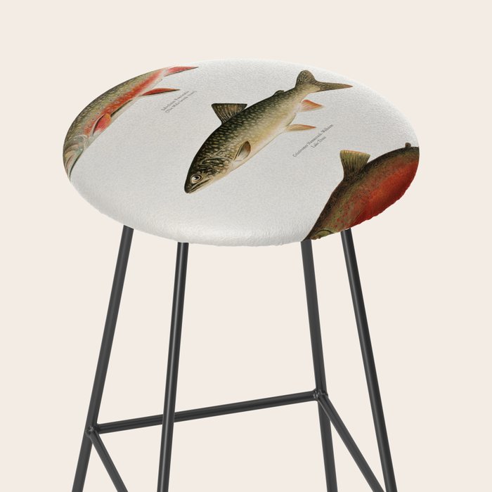 Illustrated North American Freshwater Trout Game Fish Identification Chart Stool Gallery Image 2