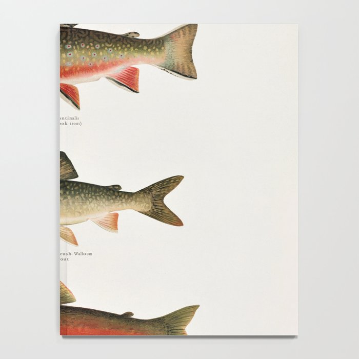 Illustrated North American Freshwater Trout Game Fish Identification Chart Notebook Gallery Image 4