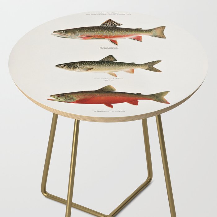 Illustrated North American Freshwater Trout Game Fish Identification Chart Side Table Gallery Image 2