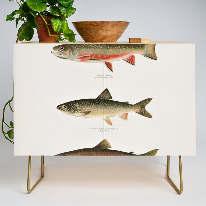 Illustrated North American Freshwater Trout Game Fish Identification Chart Credenza Gallery Image 1