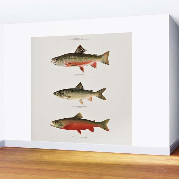 Illustrated North American Freshwater Trout Game Fish Identification Chart Wall Mural Gallery Image 2