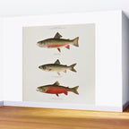 Illustrated North American Freshwater Trout Game Fish Identification Chart Wall Mural Gallery Image 2