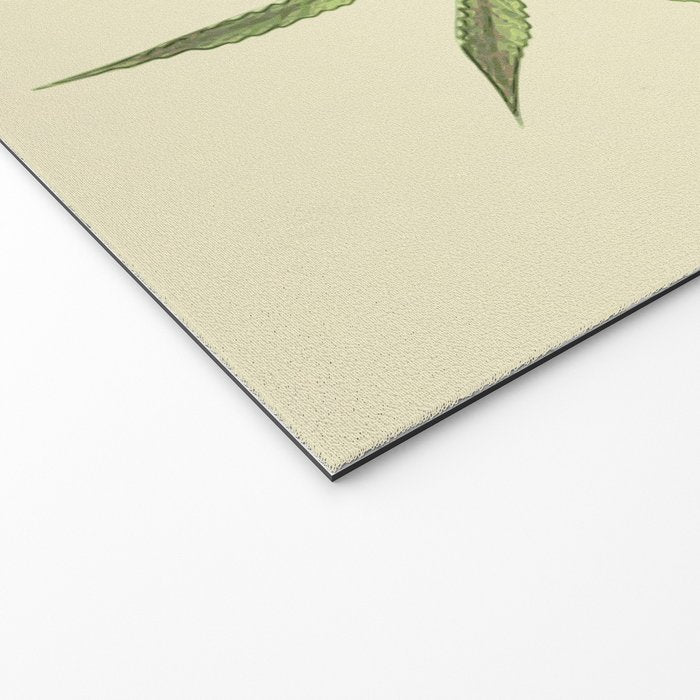 Vintage botanical print - Cannabis Welcome Mat Gallery Image 2