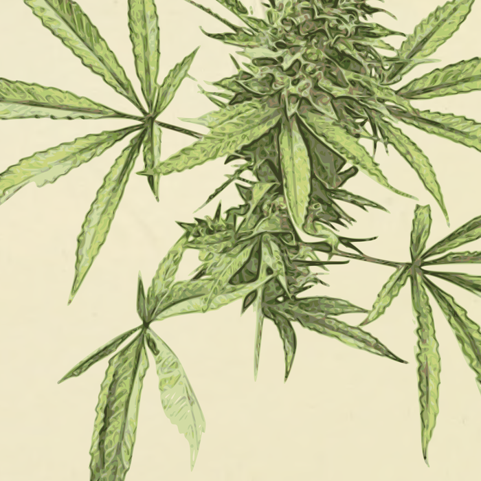 Vintage botanical print - Cannabis Coffee Mug Gallery Image 2