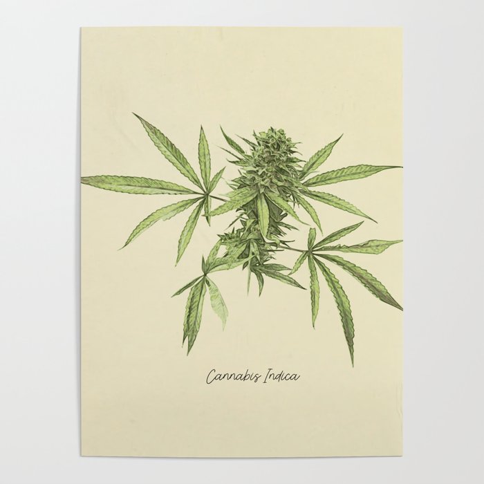 Vintage botanical print - Cannabis Poster Gallery Image 4