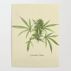 Vintage botanical print - Cannabis Poster Gallery Image 4