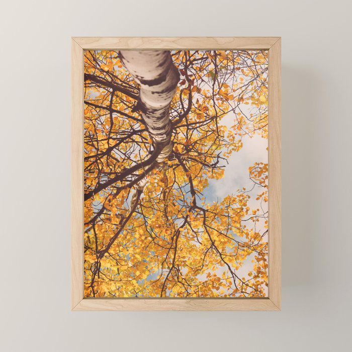 Beneath the Autumn Birch Tree Maine nature photograph Mini Art Print Gallery Image 1