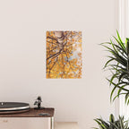 Beneath the Autumn Birch Tree Maine nature photograph Poster Gallery Image 2