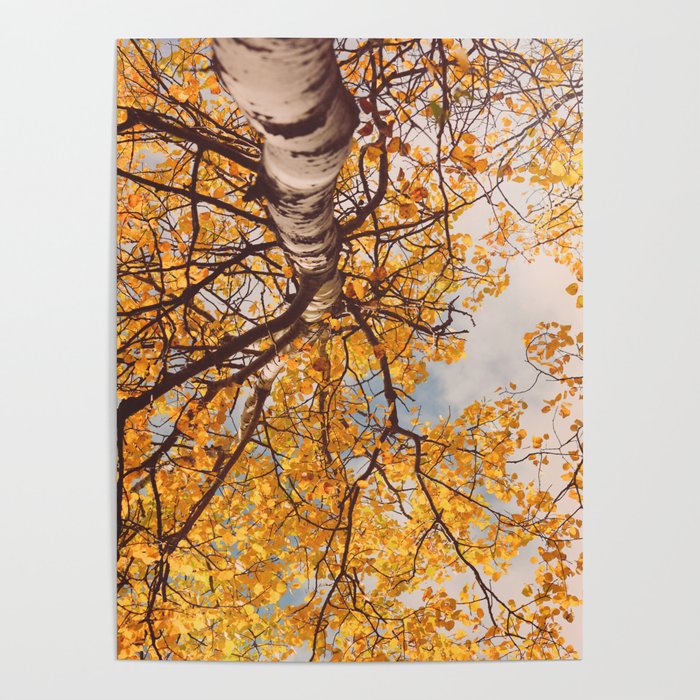 Beneath the Autumn Birch Tree Maine nature photograph Poster Gallery Image 4
