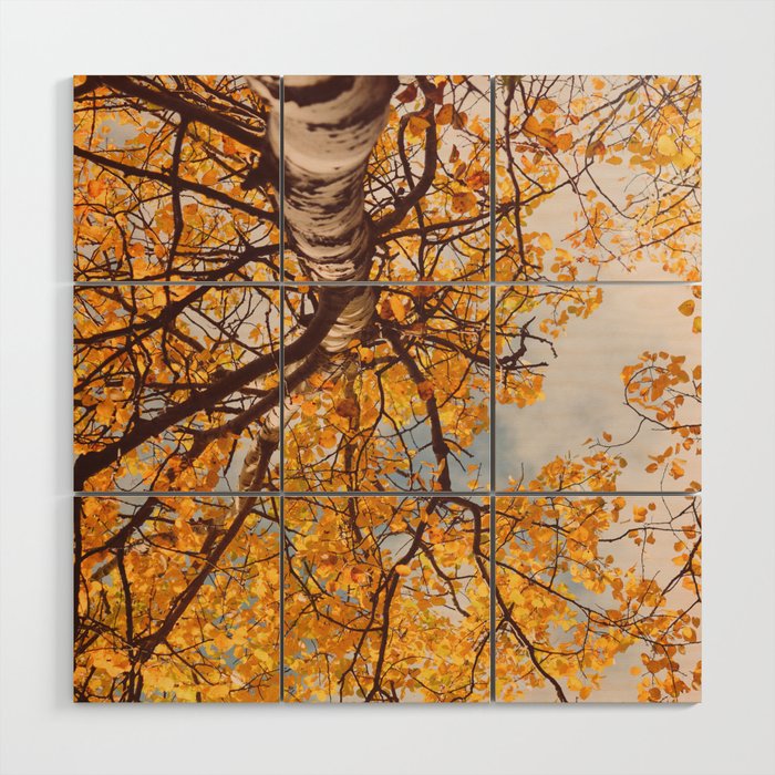 Beneath the Autumn Birch Tree Maine nature photograph Wood Wall Art Gallery Image 1