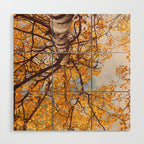 Beneath the Autumn Birch Tree Maine nature photograph Wood Wall Art Gallery Image 1