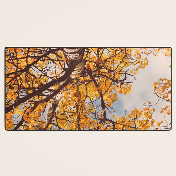 Beneath the Autumn Birch Tree Maine nature photograph Desk Mat Gallery Image 3