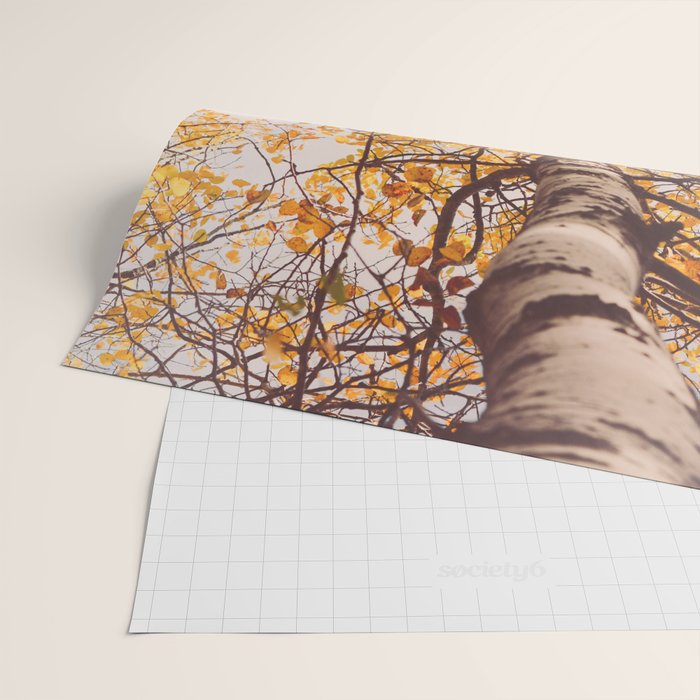 Beneath the Autumn Birch Tree Maine nature photograph Wrapping Paper Gallery Image 2