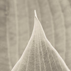 Gray Leaf Line Study Botanical Coffee Mug Gallery Image 2