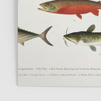 Illustrated North America Game Fish Identification Chart Poster Gallery Image 3