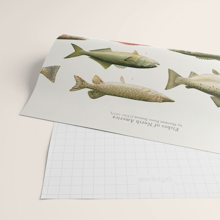 Illustrated North America Game Fish Identification Chart Wrapping Paper Gallery Image 2