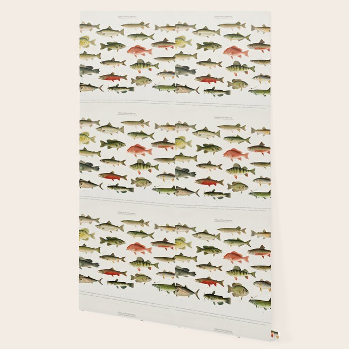 Illustrated North America Game Fish Identification Chart Wallpaper Gallery Image 2