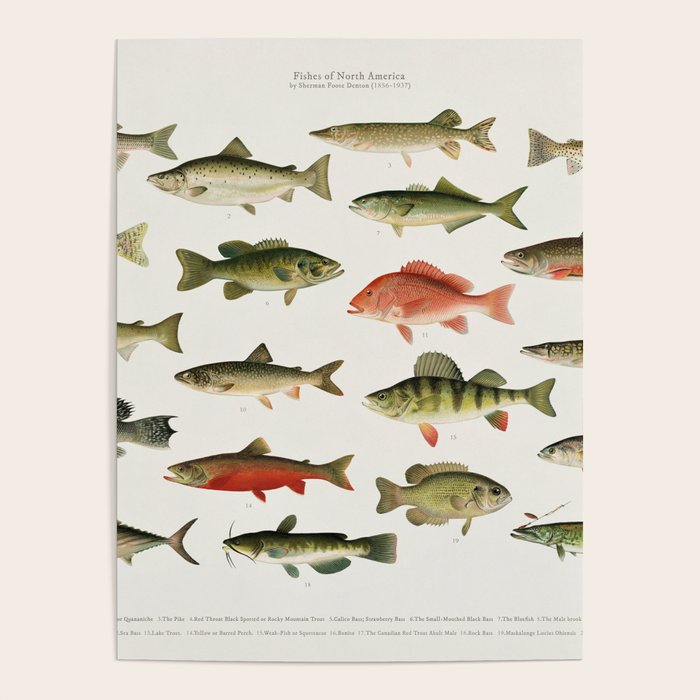 Illustrated North America Game Fish Identification Chart Poster Gallery Image 4