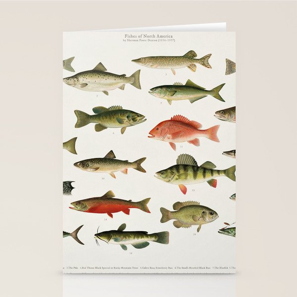 Illustrated North America Game Fish Identification Chart Stationery Card Gallery Image 1