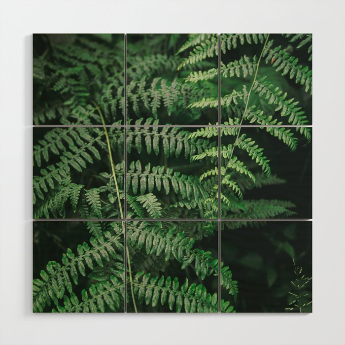 Ferns VI Wood Wall Art Gallery Image 1
