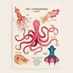 THE CEPHALOPODS Poster Gallery Image 4