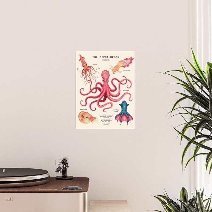 THE CEPHALOPODS Poster Gallery Image 2