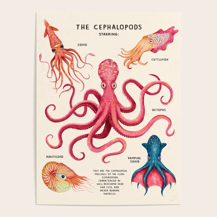 THE CEPHALOPODS Poster Gallery Image 1