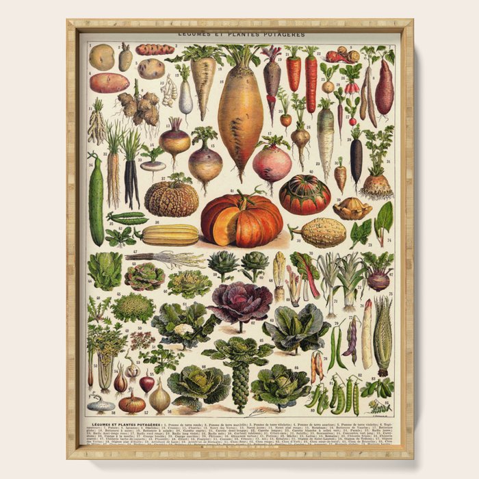 Adolphe Millot Legumes Plant Potageres Vintage Scientific Encyclopedia Illustration Lithograph  Serving Tray Gallery Image 1