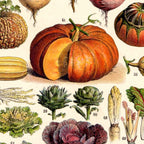 Adolphe Millot Legumes Plant Potageres Vintage Scientific Encyclopedia Illustration Lithograph  Coffee Mug Gallery Image 2