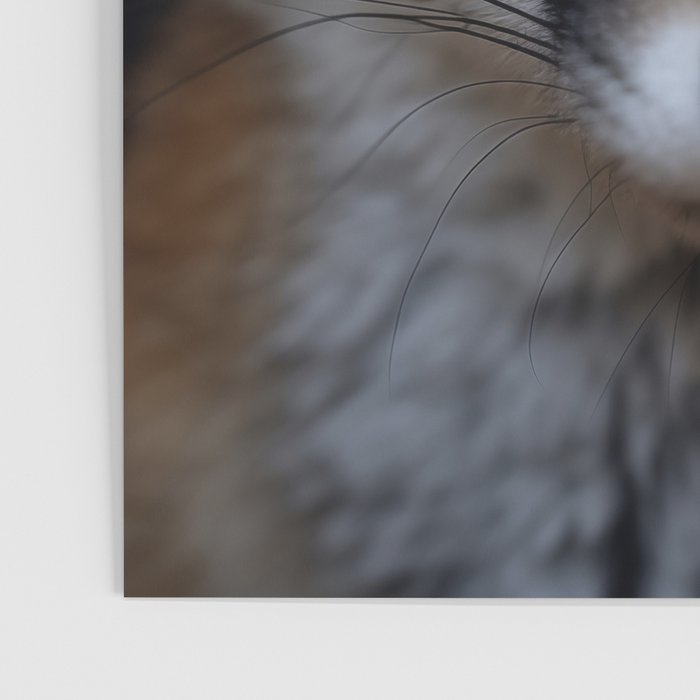 Foxfire Gaze Gray Fox Photorealistic Digital Wildlife Artwork Poster Gallery Image 3