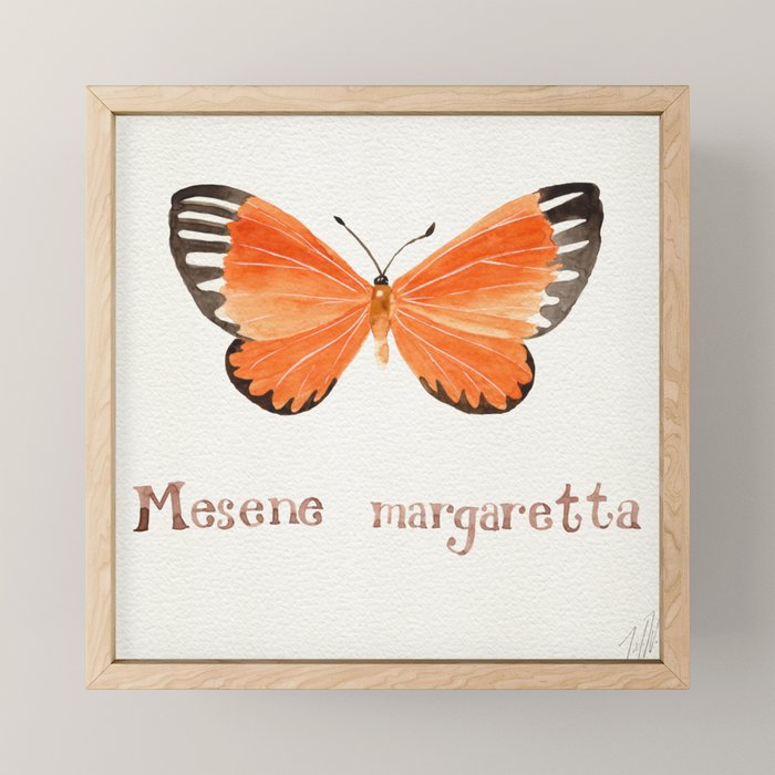 Butterfly - Mesene margaretta Mini Art Print Gallery Image 1