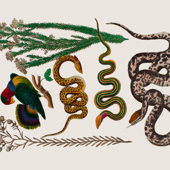 Snakes Birds Sunflower Art Print by Albertus Seba Coffee Mug Gallery Image 2