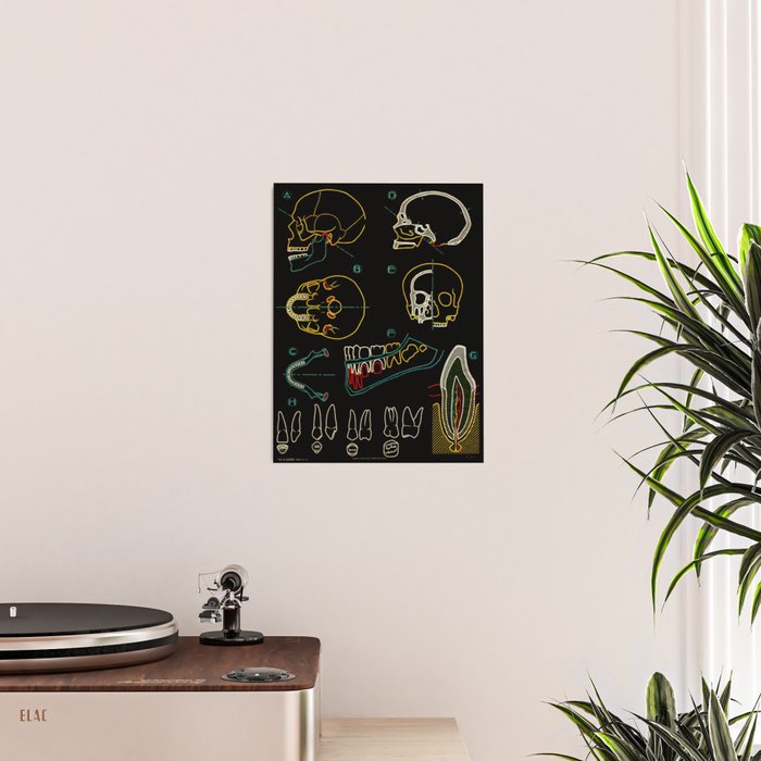 Paul Sougy: The Human Skull, 1950s (proceeds benefit The Nature Conservancy) Poster Gallery Image 2