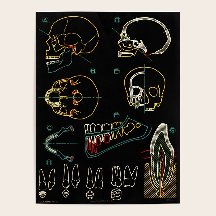 Paul Sougy: The Human Skull, 1950s (proceeds benefit The Nature Conservancy) Poster Gallery Image 4
