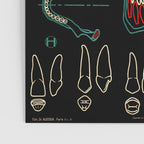Paul Sougy: The Human Skull, 1950s (proceeds benefit The Nature Conservancy) Poster Gallery Image 3