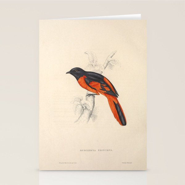 Scarlet minivet by Elizabeth Gould from "A Century of Birds from the Himalaya Mountains," 1831 Stationery Card Gallery Image 1