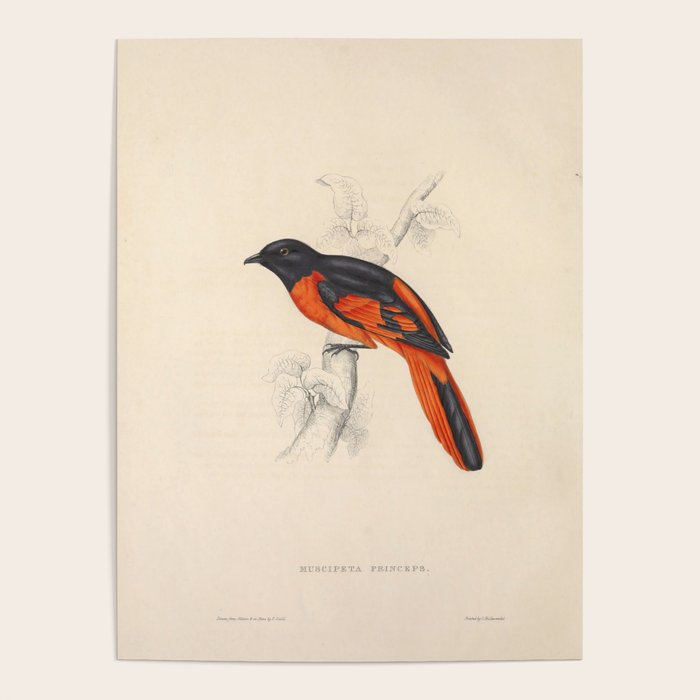 Scarlet minivet by Elizabeth Gould from "A Century of Birds from the Himalaya Mountains," 1831 Poster Gallery Image 4