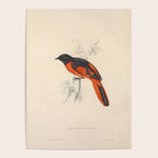 Scarlet minivet by Elizabeth Gould from "A Century of Birds from the Himalaya Mountains," 1831 Poster Gallery Image 4