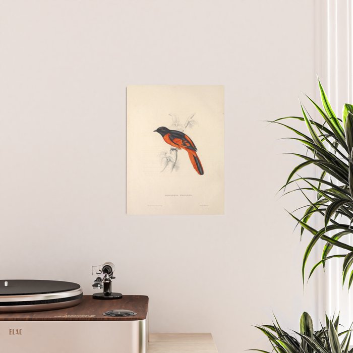 Scarlet minivet by Elizabeth Gould from "A Century of Birds from the Himalaya Mountains," 1831 Poster Gallery Image 2