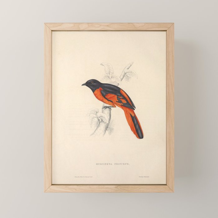 Scarlet minivet by Elizabeth Gould from "A Century of Birds from the Himalaya Mountains," 1831 Mini Art Print Gallery Image 1