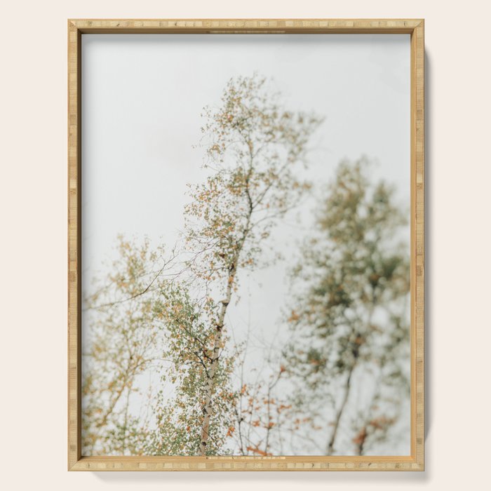 Overhead Canopy 2 - Modern Abstract Tree Photo Serving Tray Gallery Image 1