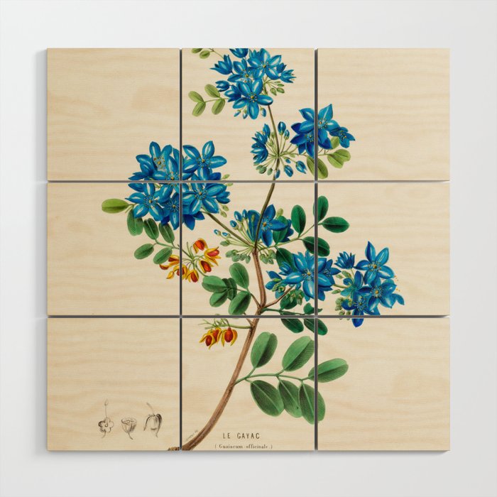Blue flowering tree from "Flore dâAmÃ©rique" by Ãtienne Denisse, 1840s Wood Wall Art Gallery Image 1