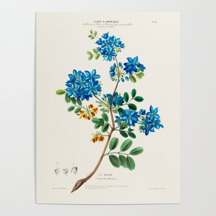 Blue flowering tree from "Flore dâAmÃ©rique" by Ãtienne Denisse, 1840s Poster Gallery Image 1