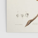 Blue flowering tree from "Flore dâAmÃ©rique" by Ãtienne Denisse, 1840s Poster Gallery Image 3