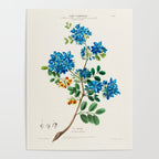 Blue flowering tree from "Flore dâAmÃ©rique" by Ãtienne Denisse, 1840s Poster Gallery Image 4