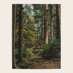 Woodland Landscape II Poster Gallery Image 4