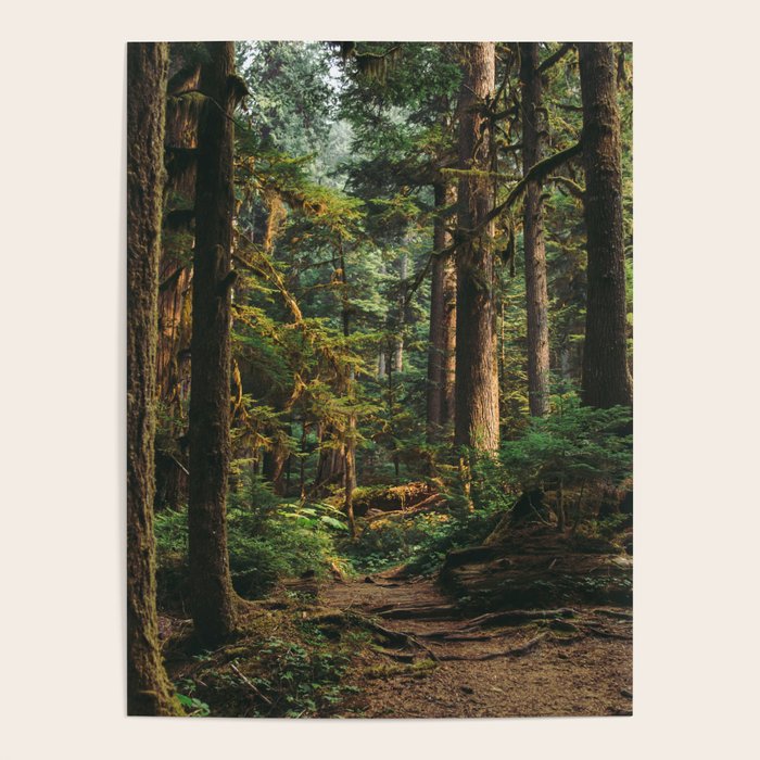Woodland Landscape II Poster Gallery Image 4